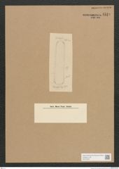 Diatomeae indet. Zeichnungen Sammlung Grunow Nr. 4519 (NHMW-BOT-W0372487)